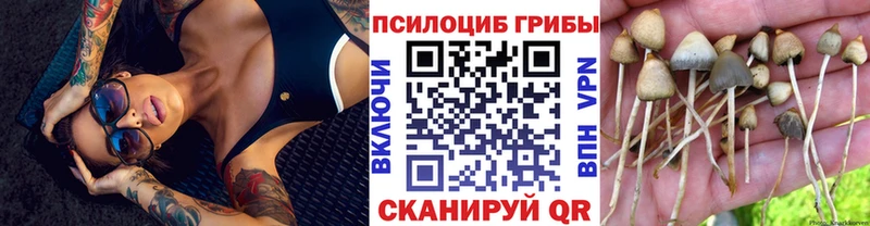 Купить где  Ногинск  Псилоцибиновые грибы GOLDEN TEACHER 